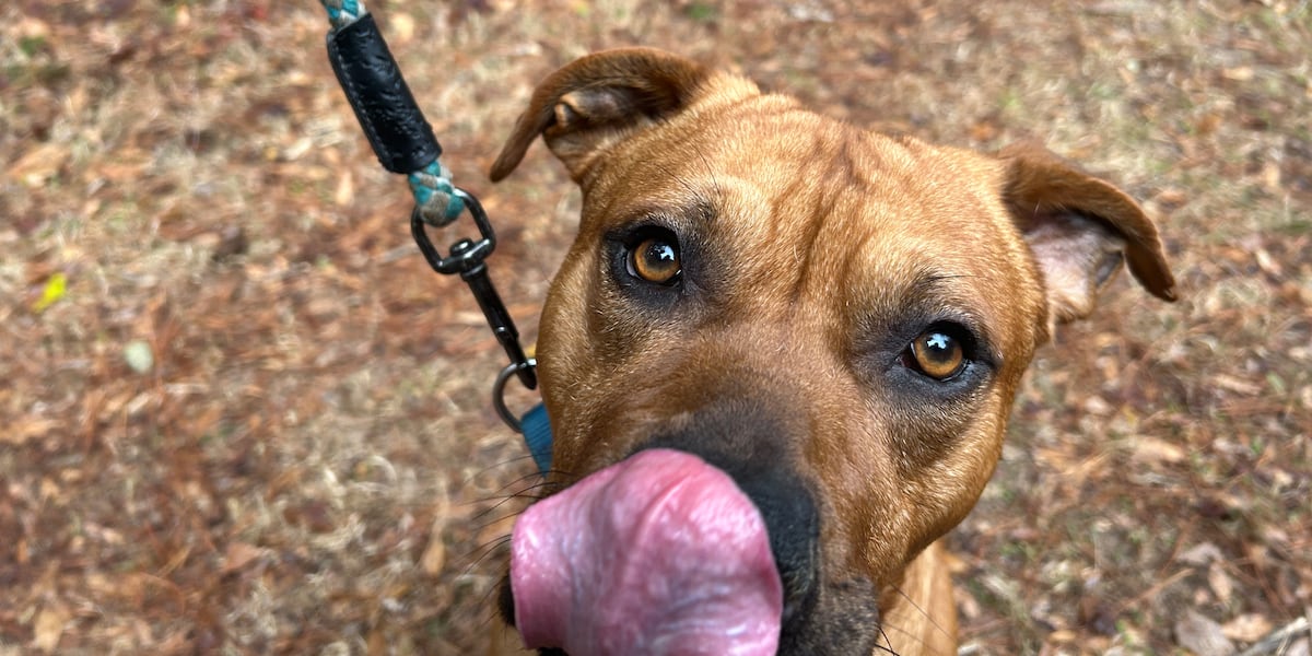 Sweet pups looking for sweethearts