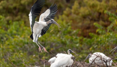 A wood stork carries fresh nesting material across the Wakodahatchee Wetlands on Jan. 21 in Delray Beach, Fla. Credit: Ronen Tivony/NurPhoto via Getty Images
