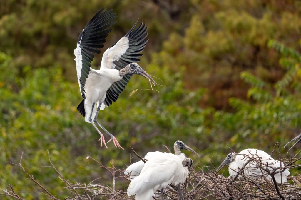 A wood stork carries fresh nesting material across the Wakodahatchee Wetlands on Jan. 21 in Delray Beach, Fla. Credit: Ronen Tivony/NurPhoto via Getty Images