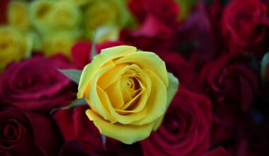 Valentine flower imports increase at Miami airport, officials say