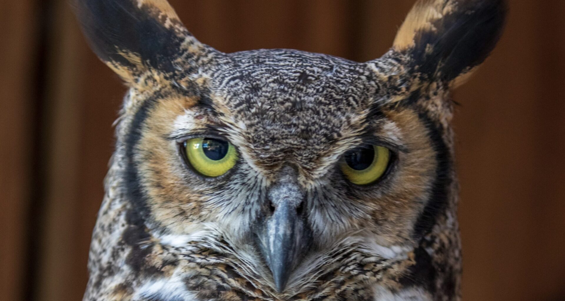 Raptor Fest takes flight Saturday