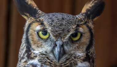 Raptor Fest takes flight Saturday