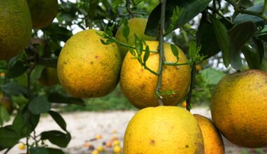 Florida cold snap damages citrus crop, strains power supplies