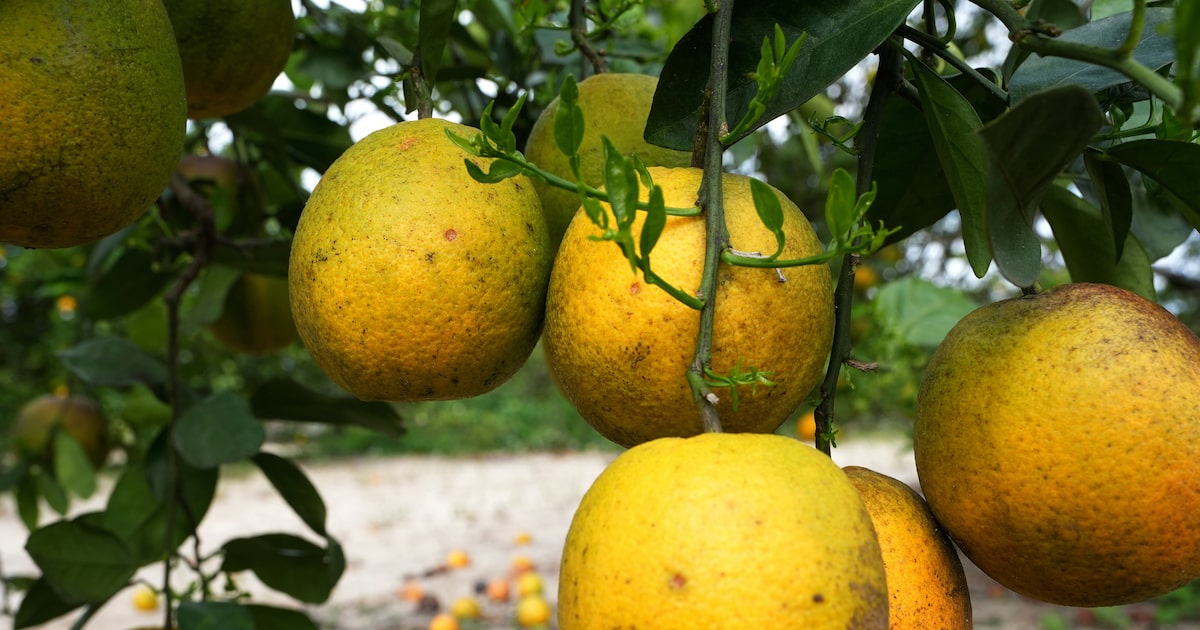 Florida cold snap damages citrus crop, strains power supplies