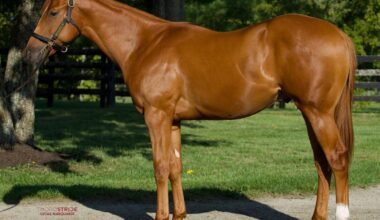 Million-Dollar Justify Colt Debuts on the Grass at Tampa