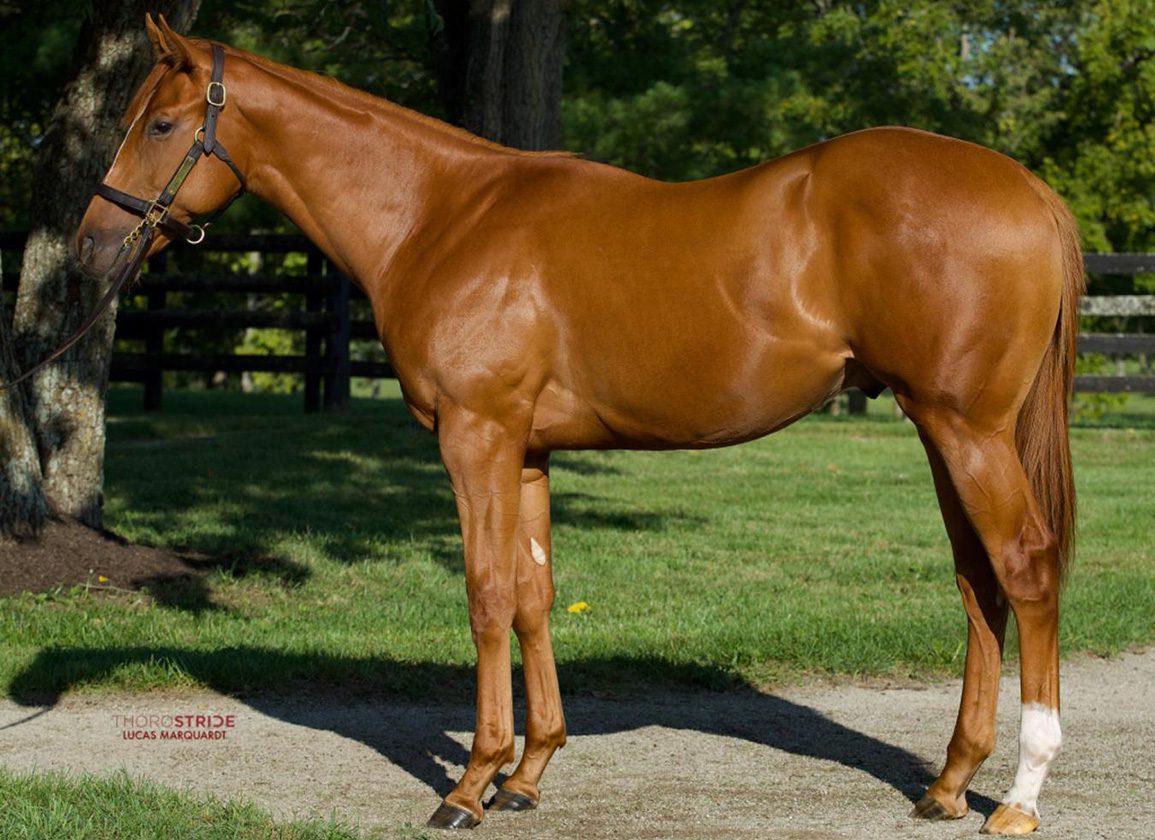 Million-Dollar Justify Colt Debuts on the Grass at Tampa