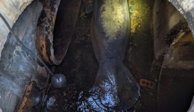 A 410-pound manatee rescued from a Florida storm drain is now recovering at SeaWorld Orlando