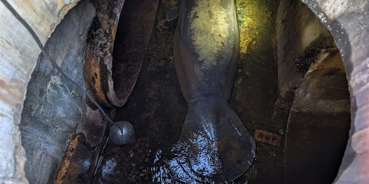 A 410-pound manatee rescued from a Florida storm drain is now recovering at SeaWorld Orlando