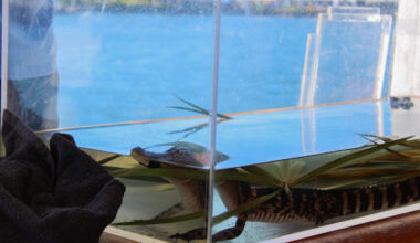 USFSP hosts annual St. Petersburg Science Festival – The Crow's Nest