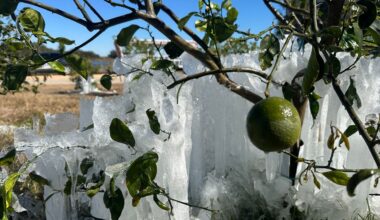 Central Florida farms assess crop damage following freeze