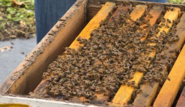 Cold weather and drought devastate Oviedo bee farm