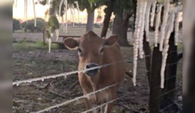 Florida farmers assess damage after record-breaking freeze