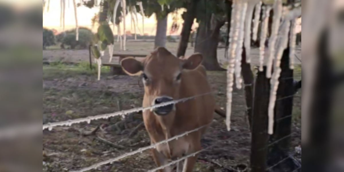 Florida farmers assess damage after record-breaking freeze