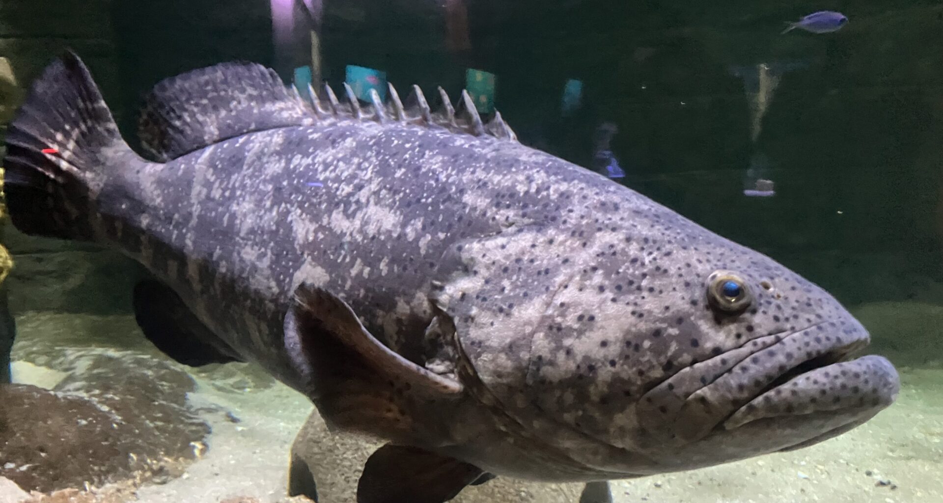 There's a lot to love about Jupiter, Florida Aquarium's goliath grouper