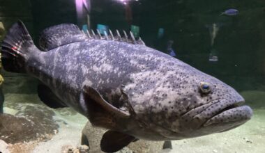 There's a lot to love about Jupiter, Florida Aquarium's goliath grouper