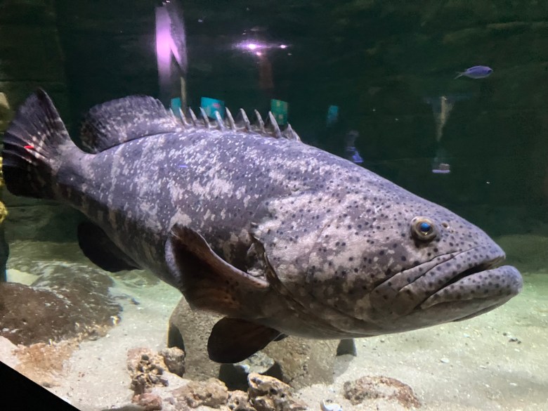A large, grey Goliath grouper with dark spots and a mottled pattern swims in a clear aquarium tank. The fish is shown in profile, facing toward the right, with its large mouth slightly open and one blue eye visible. The sandy bottom of the tank features rocks and coral, while the dark background shows reflections of lights and aquarium structures in the water.