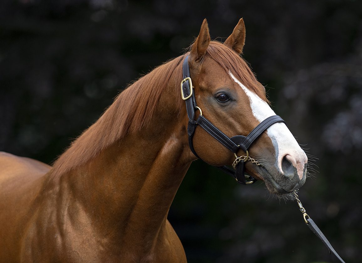 Justify Firster Unwritten Rule Debuts A Winner At Tampa