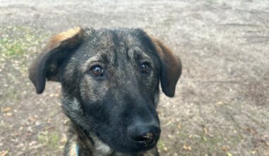 Smooches with Pooches means you can fall in love and adopt one for free!