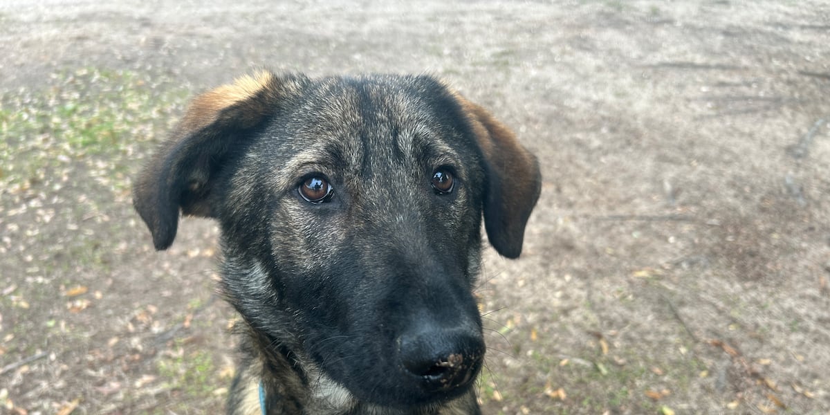 Smooches with Pooches means you can fall in love and adopt one for free!