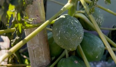 What homeowners should do after a freeze to help plants recover