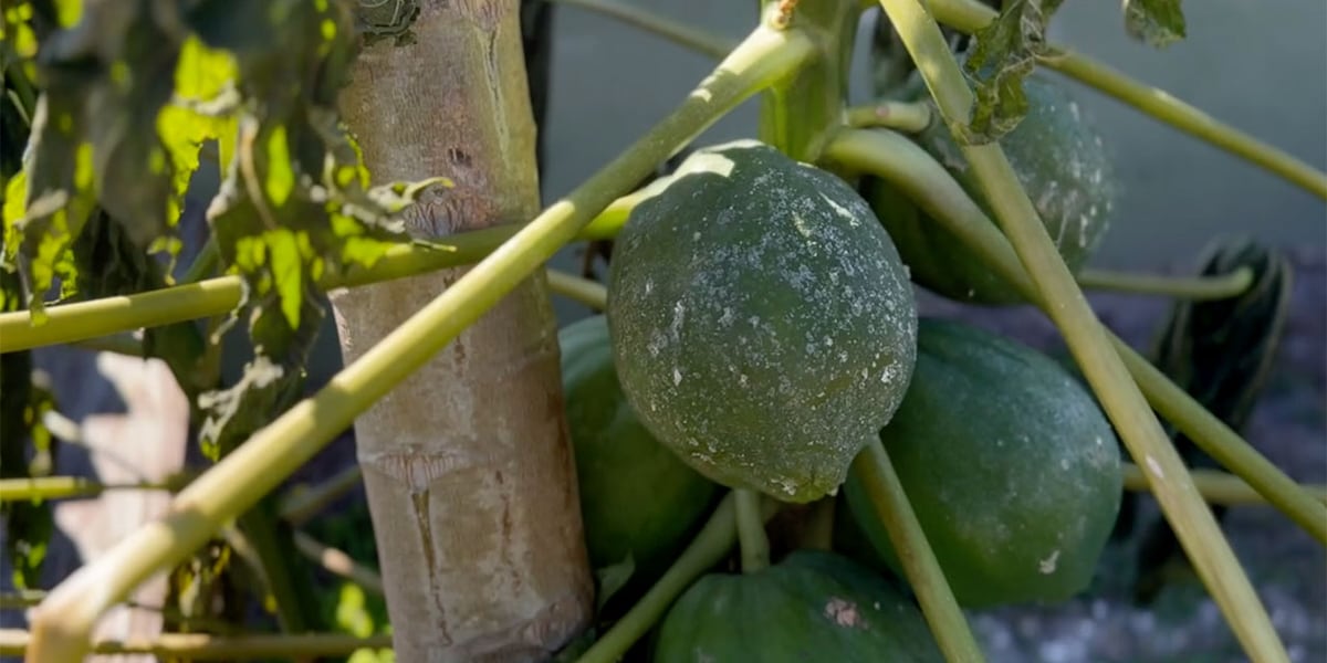 What homeowners should do after a freeze to help plants recover