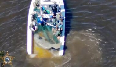 Staffers net an injured mother manatee and her calf in the Orange River near Fort Myers, Fla., on Wednesday, Feb. 25.