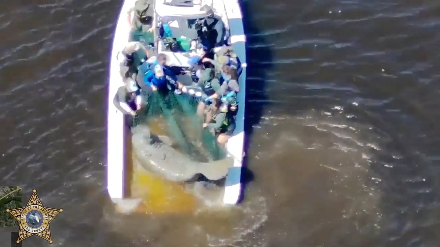 Staffers net an injured mother manatee and her calf in the Orange River near Fort Myers, Fla., on Wednesday, Feb. 25.