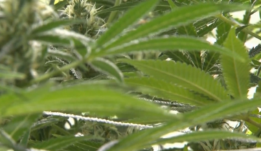 Florida lawmakers propose crackdown on medical marijuana possession while driving