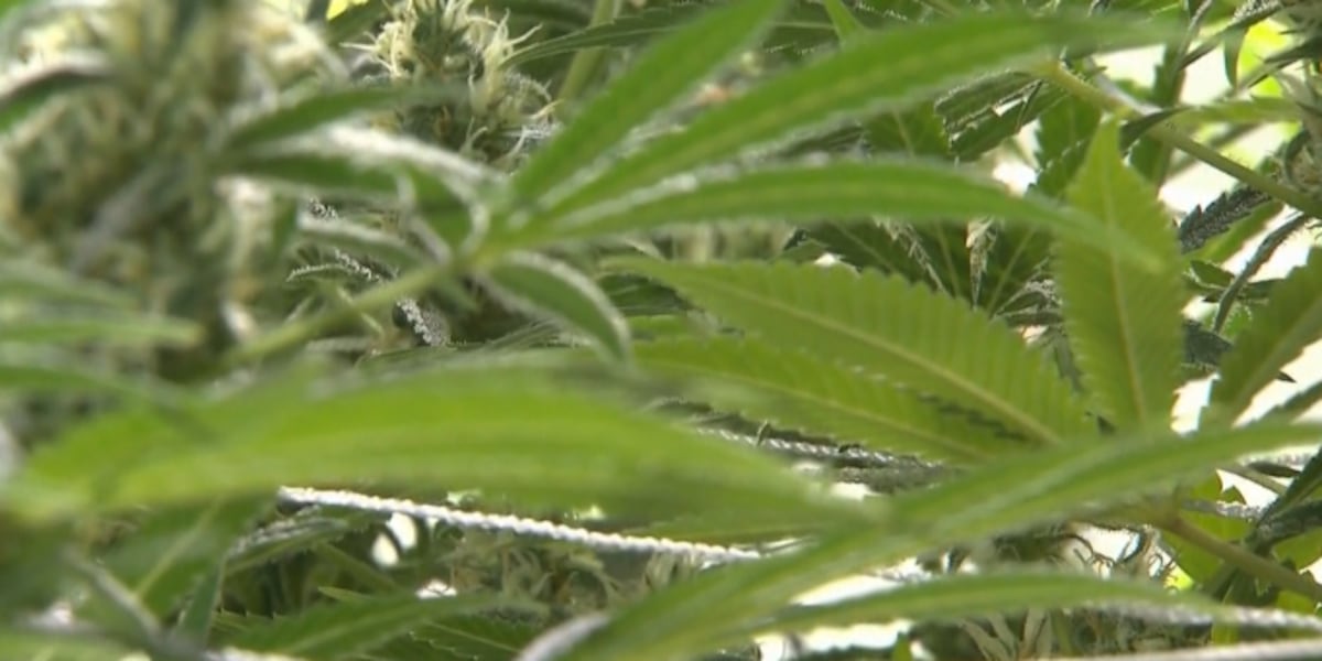 Florida lawmakers propose crackdown on medical marijuana possession while driving
