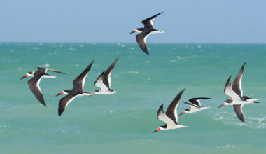 The Gallery: “Rise” Creative Pinellas at PIE