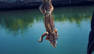 Iguanas are falling out of trees in Florida—here's why