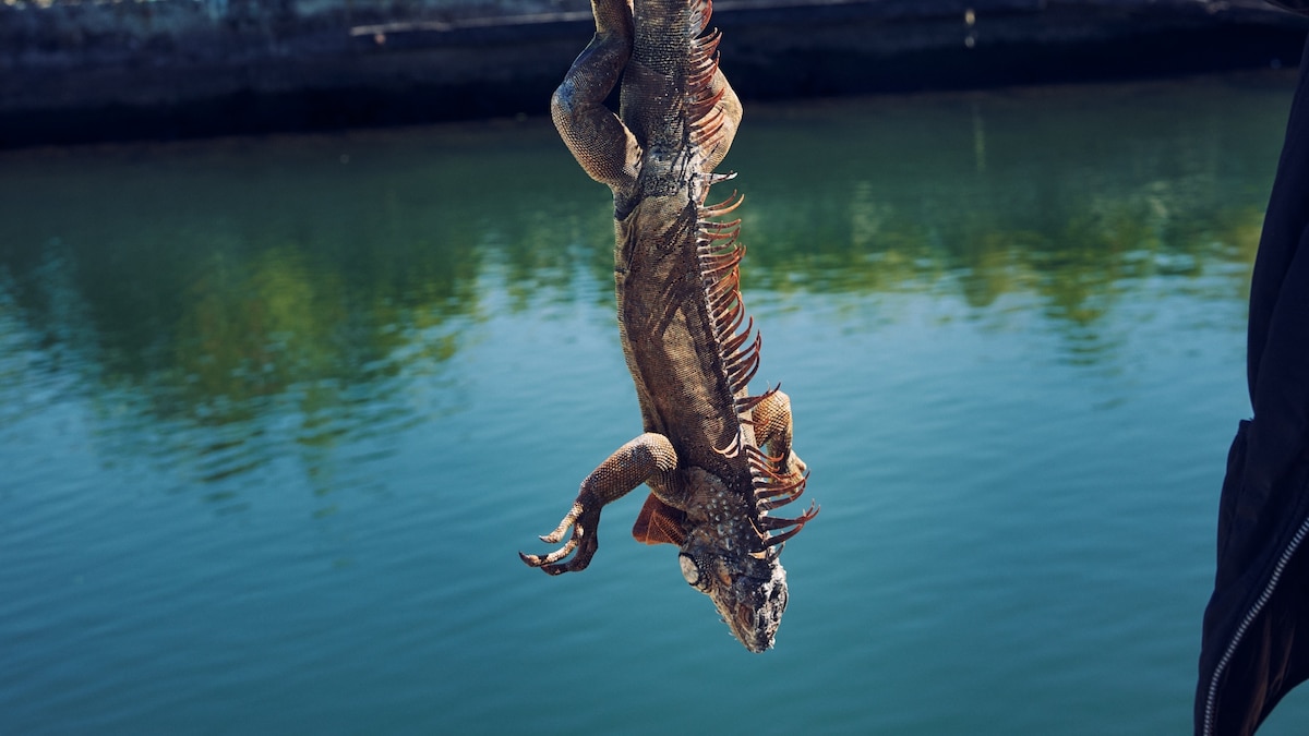 Iguanas are falling out of trees in Florida—here's why