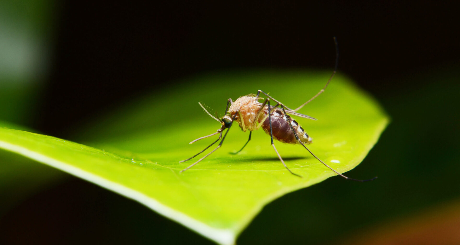 What a mosquito can cost Florida