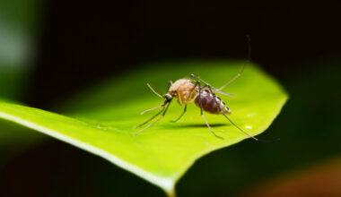 What a mosquito can cost Florida