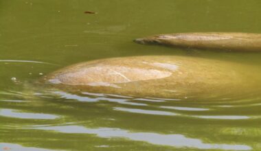 Two dozen manatees dead in Manatee Park