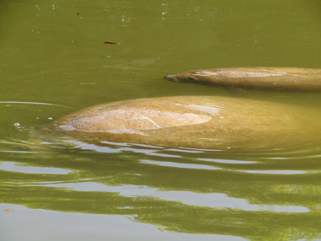 Two dozen manatees dead in Manatee Park