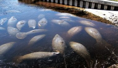 Two dozen manatees dead in Manatee Park | News, Sports, Jobs