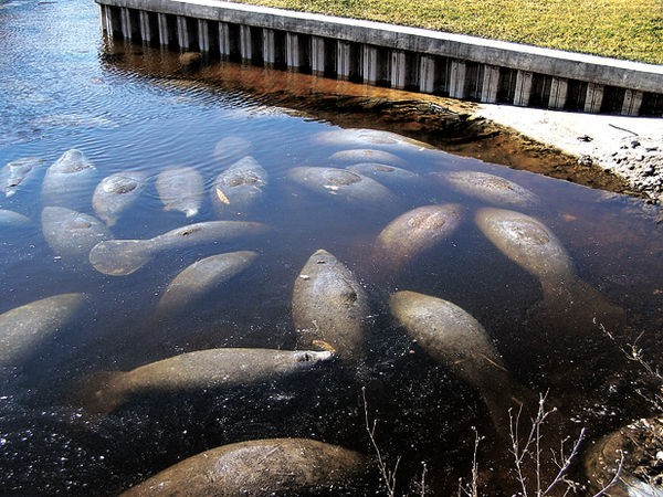 Two dozen manatees dead in Manatee Park | News, Sports, Jobs