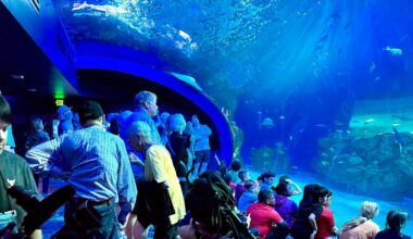 Mote SEA offers three floors of marine life, labs