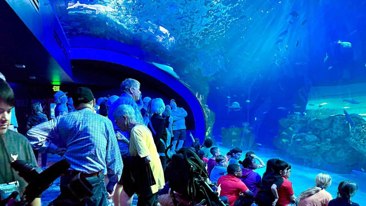 Mote SEA offers three floors of marine life, labs