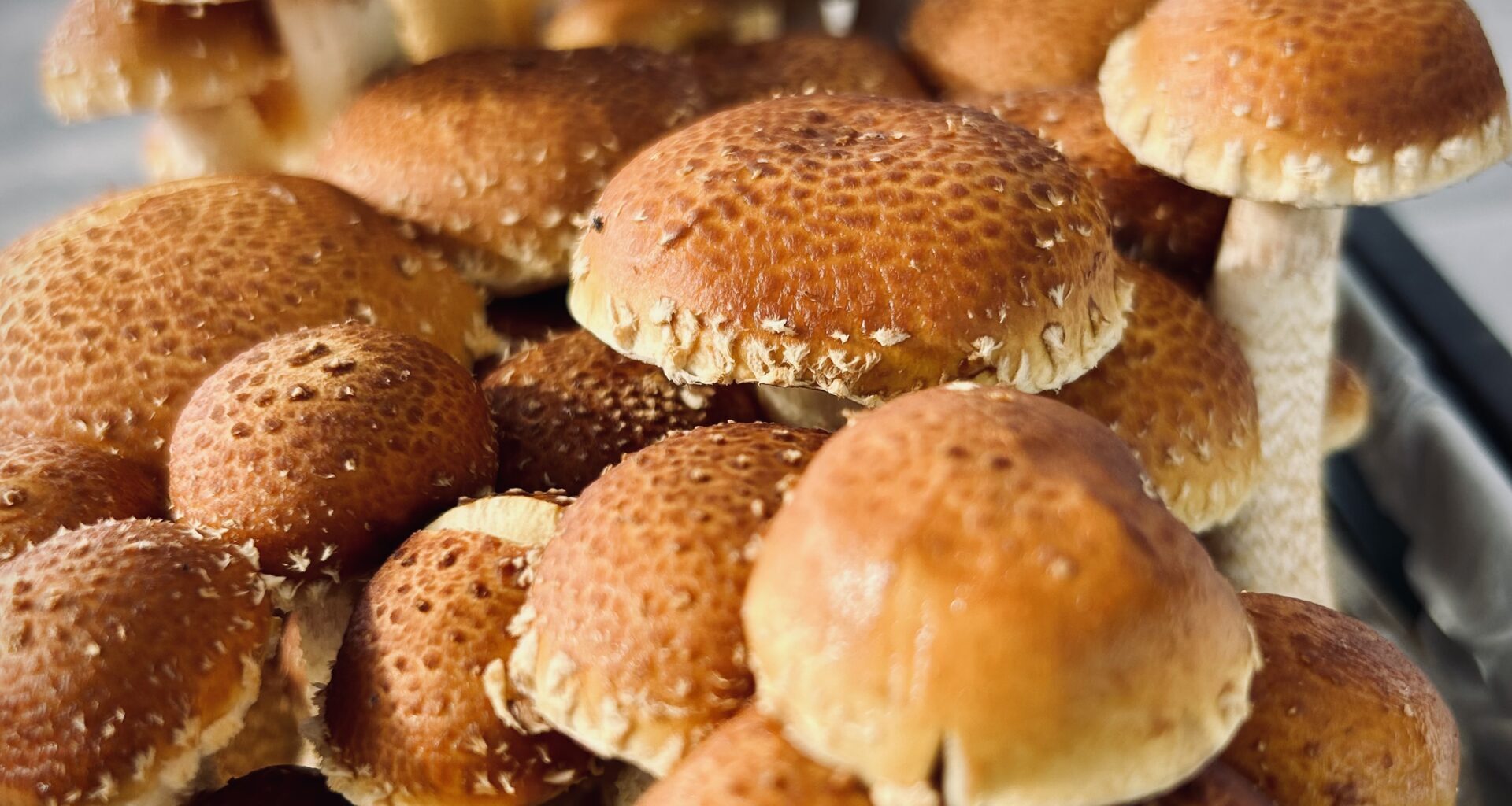 Spore of the moment - Florida Weekly