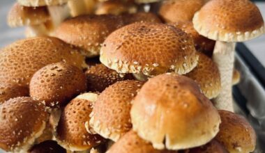 Spore of the moment - Florida Weekly