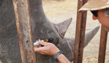 'Ridiculous' plan developed at Florida zoo saves wild rhino's eyesight in Africa