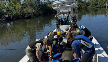 Injured manatee rescued from Venice waterway, transported to ZooTampa for rehabilitation