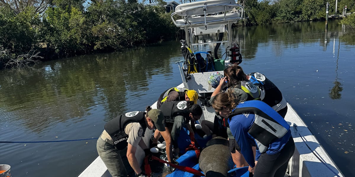 Injured manatee rescued from Venice waterway, transported to ZooTampa for rehabilitation