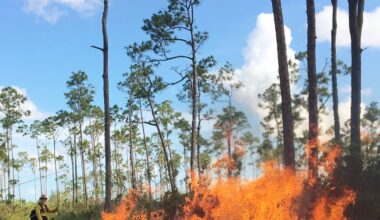 Pine Rocklands – NBC 6 South Florida