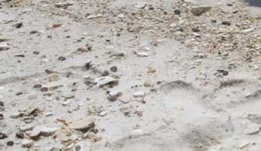 ‘Congrats:’ Florida beach ranks No. 1 in America, new report says