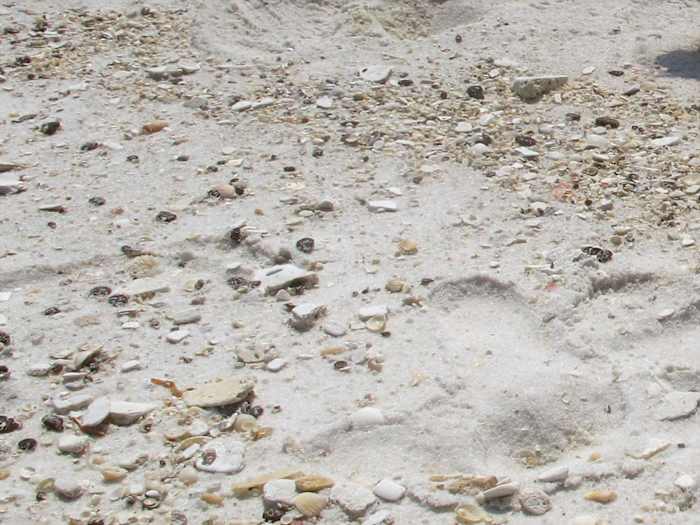 ‘Congrats:’ Florida beach ranks No. 1 in America, new report says