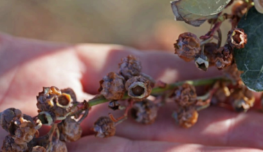 Florida crop losses from January freezes will likely top $3 billion