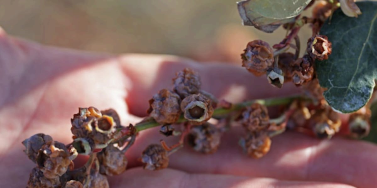 Florida crop losses from January freezes will likely top $3 billion